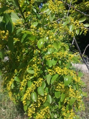 Paliurus spina-christi