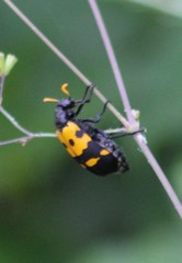 Hycleus tripunctatus