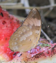 Euphaedra neophron