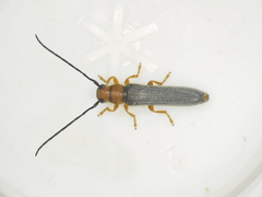 Oberea erythrocephala