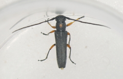 Phytoecia virgula