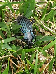 Carabus exaratus
