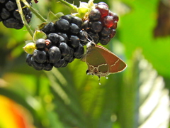 Callophrys xami xami