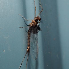 Siphlonurus alternatus