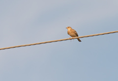 Alauda arvensis arvensis