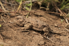 Phrynosoma douglasii