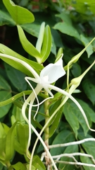 Angraecum germinyanum