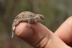 Phrynosoma douglasii
