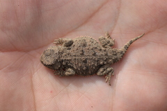 Phrynosoma douglasii