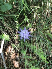 Phyteuma scheuchzeri