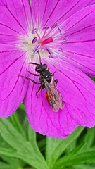 Nomada