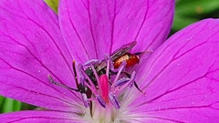 Nomada