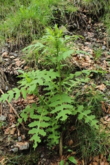 Cirsium alsophilum