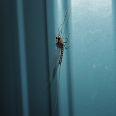 Siphlonurus alternatus