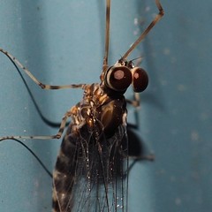 Siphlonurus alternatus