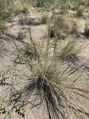 Stipa caucasica