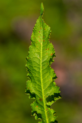 Rumex longifolius