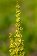 Rumex longifolius