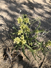 Vincetoxicum sibiricum