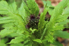 Cirsium alsophilum