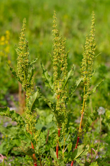 Rumex longifolius