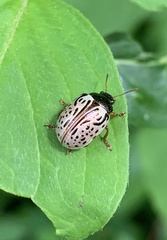 Calligrapha philadelphica