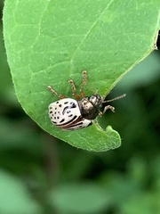 Calligrapha philadelphica