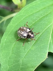 Calligrapha philadelphica