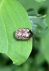 Calligrapha philadelphica