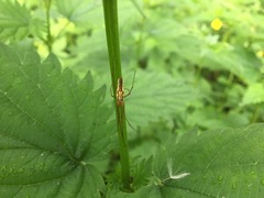 Tetragnatha montana