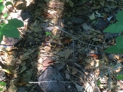 Micrurus tener tener