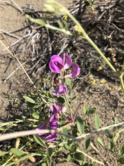 Corethrodendron fruticosum