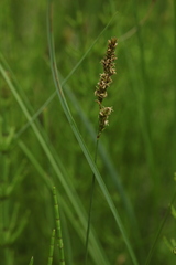 Carex diandra