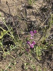 Corethrodendron fruticosum