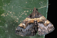 Bertula abjudicalis