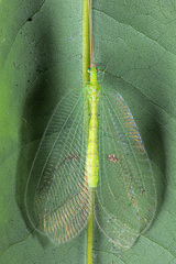 Apochrysa matsumurae