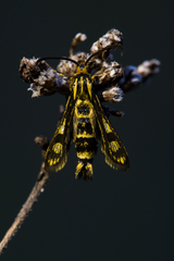 Chamaesphecia empiformis