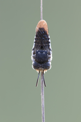 Coelioxys afer