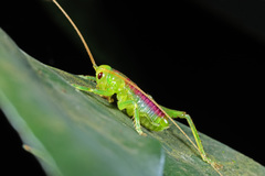 Ocellarnaca