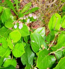 Gaultheria shallon