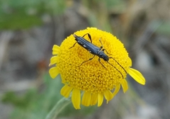 Stenopterus ater