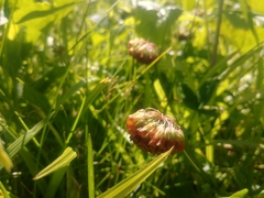 Trifolium reflexum