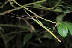 Lopaphus balteatus