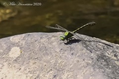 Ophiogomphus mainensis
