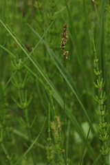 Carex diandra