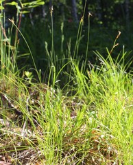 Carex amgunensis