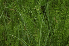 Carex diandra