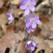 Sharp-lobed Hepatica - Photo (c) Mark Kluge, some rights reserved (CC BY-NC-ND)