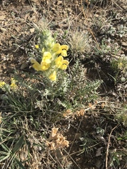 Pedicularis flava