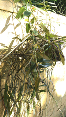 Angiospermae